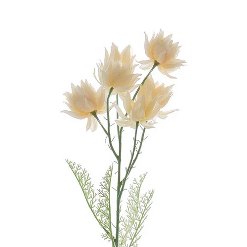 Cream Blushing Bride Native Protea - 60cm 3 Cream Blushing Bride Native Protea - 60cm - Image 2